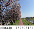 春の一本道と青空に映える桜 137805174