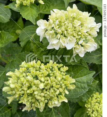 白い紫陽花 137805183