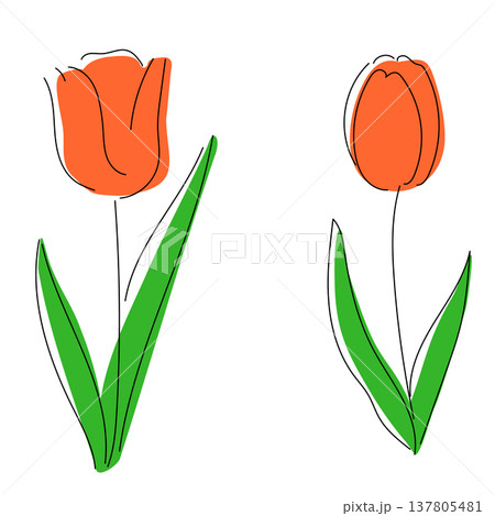 オレンジのチューリップを手描き風に描いたシンプルでかわいい春イラスト 137805481