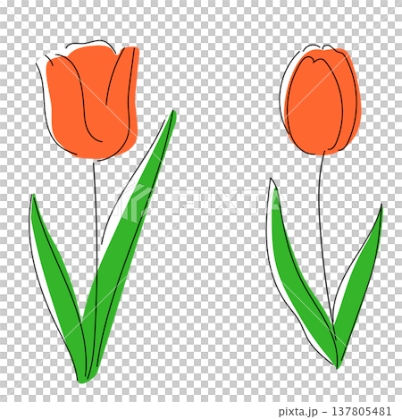 一幅簡潔可愛的春季插畫，描繪了手繪的橙色鬱金香。 137805481