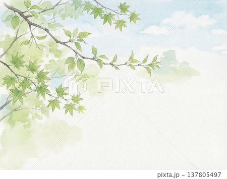 水彩画 新緑の葉と青空 水彩画 新緑の葉と青空 137805497