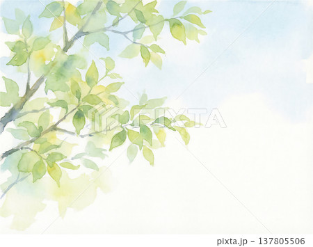 水彩画 新緑の葉と青空 水彩画 新緑の葉と青空 137805506