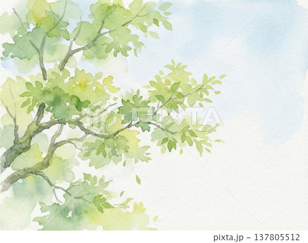 水彩画　新緑の葉と青空 137805512