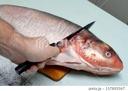 Man prepares fresh silver carp fish. Cuts it into steaks with a knife. home cooking concept Man prepares fresh silver carp fish. Cuts it into steaks with a knife. home cooking concept 137805567