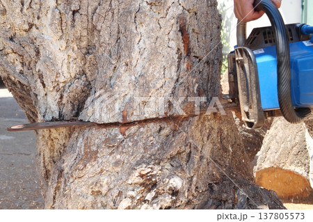 Chainsaw in action for cutting wood. worker cuts a tree trunk into logs with a saw. Close-up of a saw in motion, sawdust flying to the sides. Woodworking, wood cutting tools, wood 137805573