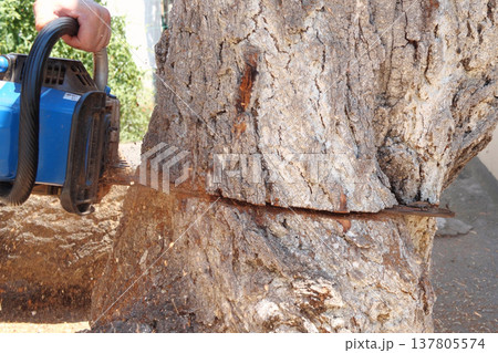 Chainsaw in action for cutting wood. worker cuts a tree trunk into logs with a saw. Close-up of a saw in motion, sawdust flying to the sides. Woodworking, wood cutting tools, wood Chainsaw in action for cutting wood. worker cuts a tree trunk into logs with a saw. Close-up of a saw in motion, sawdust flying to the sides. Woodworking, wood cutting tools, wood 137805574