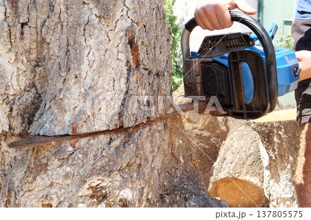 Chainsaw in action for cutting wood. worker cuts a tree trunk into logs with a saw. Close-up of a saw in motion, sawdust flying to the sides. Woodworking, wood cutting tools, wood Chainsaw in action for cutting wood. worker cuts a tree trunk into logs with a saw. Close-up of a saw in motion, sawdust flying to the sides. Woodworking, wood cutting tools, wood 137805575
