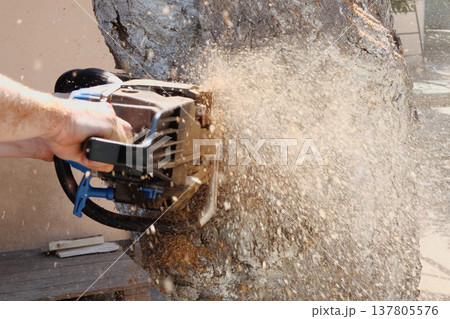 Chainsaw in action for cutting wood. worker cuts a tree trunk into logs with a saw. Close-up of a saw in motion, sawdust flying to the sides. Woodworking, wood cutting tools, wood 137805576