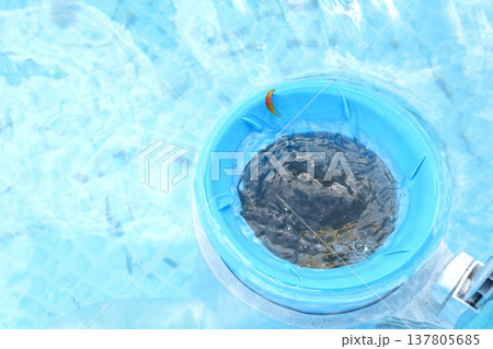 Top view of the blue skimmer for cleaning the pool in clear water. Contaminated pool cleaning concept Top view of the blue skimmer for cleaning the pool in clear water. Contaminated pool cleaning concept 137805685