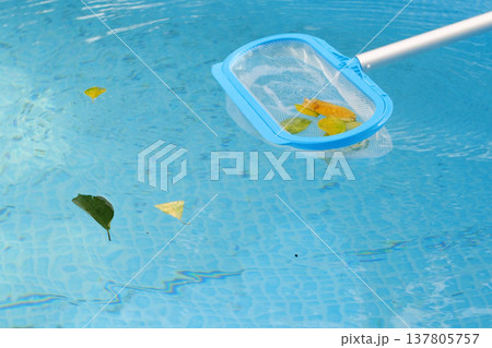 Cleaning a swimming pool with a mesh skimmer . The long net cleans colored leaves off surface of the water Cleaning a swimming pool with a mesh skimmer . The long net cleans colored leaves off surface of the water 137805757