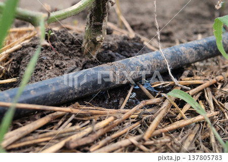 drip watering of the plant. Water drips onto the drip irrigation system used on the farm and saves water drop by drop 137805783