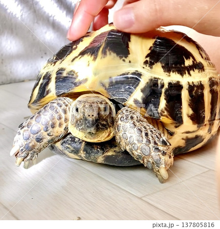 甲羅を撫でられてご満悦なロシアリクガメ 137805816