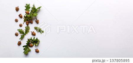 Branch with green oak tree leaves and acorns on colored background, close up top view Branch with green oak tree leaves and acorns on colored background, close up top view 137805895
