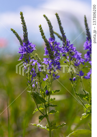 Veronica spicata spiked speedwell syn. Pseudolysimachion spicatum is a species of flowering plant in the family Plantaginaceae Veronica spicata spiked speedwell syn. Pseudolysimachion spicatum is a species of flowering plant in the family Plantaginaceae 137806200