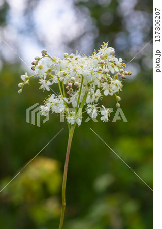 Filipendula vulgaris blooming in early summer in a pasture. Commonly known as dropwort or fern-leaf dropwort, is a perennial herbaceous plant in the family Rosaceae Filipendula vulgaris blooming in early summer in a pasture. Commonly known as dropwort or fern-leaf dropwort, is a perennial herbaceous plant in the family Rosaceae 137806207