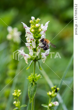Flower stalk of the woundwort Stachys sp. in May Flower stalk of the woundwort Stachys sp. in May 137806212
