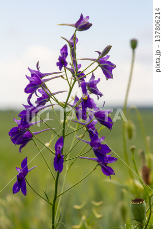macro flowers of purple field delphinium, consolida, beautiful flowers, botany 137806214