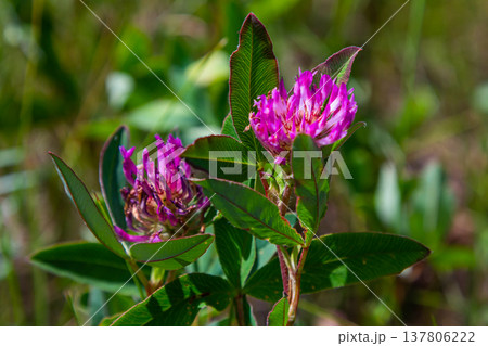 Wild red clover flower isolated Trifolium pratense, with green nature background 137806222