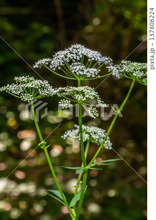 Chaerophyllum hirsutum roseum - pink umbels of hairy chervil 137806224