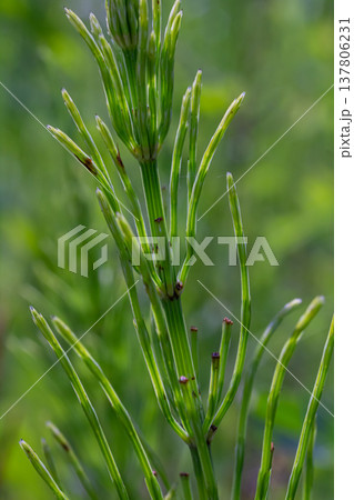 Horsetail field Equisetum arvense grows in the wild Horsetail field Equisetum arvense grows in the wild 137806231