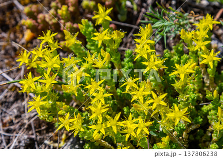 Muller seeds in forest bed. Sedum acre. Yellow flowers growing in the field Muller seeds in forest bed. Sedum acre. Yellow flowers growing in the field 137806238