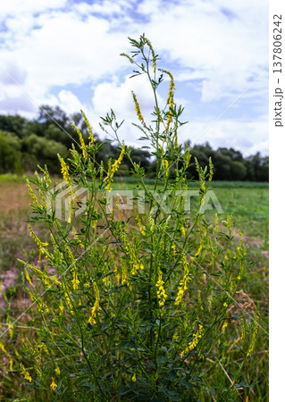 In the wild bloom Melilotus officinalis - honey, essential oil and medicinal plant In the wild bloom Melilotus officinalis - honey, essential oil and medicinal plant 137806242