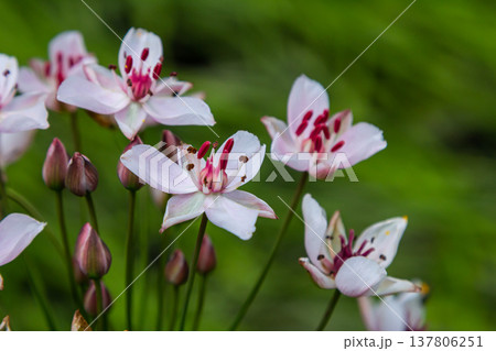 Photo butomus umbellatus flower burchardia, macro photo, forest water lily flower, summer spring, botany, background pink 137806251