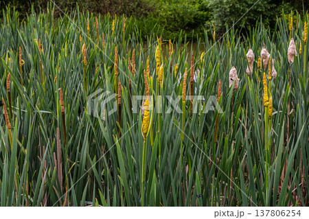 The broad-leaved bat Typha latifolia prefers marshy habitats, often inhabits the banks of ponds The broad-leaved bat Typha latifolia prefers marshy habitats, often inhabits the banks of ponds 137806254