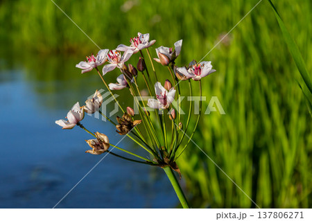 Photo butomus umbellatus flower burchardia, macro photo, forest water lily flower, summer spring, botany, background pink Photo butomus umbellatus flower burchardia, macro photo, forest water lily flower, summer spring, botany, background pink 137806271