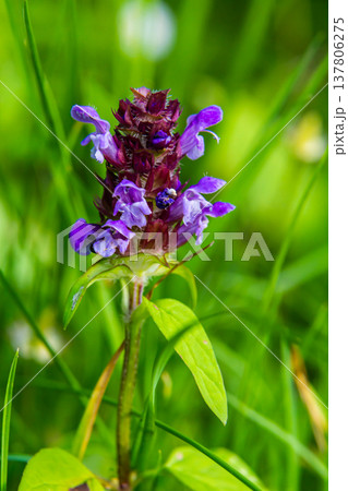 Prunella Vulgaris makro single natural flower, medicinal herbs nature background 137806275