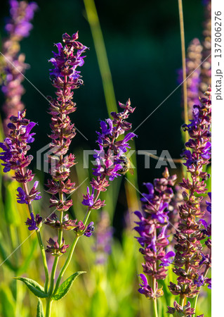 Salvia nemorosa, forest sage, beautiful bright color, violet blue flowers in bloom, muscadine flowering ornamental plants in the garden Salvia nemorosa, forest sage, beautiful bright color, violet blue flowers in bloom, muscadine flowering ornamental plants in the garden 137806276