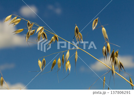 Fatua oatmeal. Stem, leaf and hanging ears of wild oats. Grasses 137806291