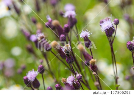Creeping thistles in a summer meadow Creeping thistles in a summer meadow 137806292