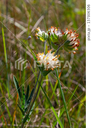 The common kidneyvetch, kidney vetch or woundwort Anthyllis vulneraria growing in a meadow and blooming with spherical flower head with yellow petals in summer 137806306