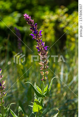Salvia nemorosa, forest sage, beautiful bright color, violet blue flowers in bloom, muscadine flowering ornamental plants in the garden Salvia nemorosa, forest sage, beautiful bright color, violet blue flowers in bloom, muscadine flowering ornamental plants in the garden 137806307