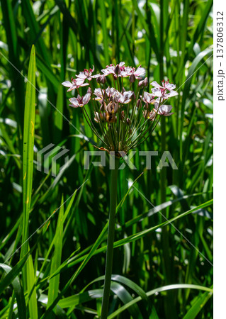 Photo butomus umbellatus flower burchardia, macro photo, forest water lily flower, summer spring, botany, background pink 137806312