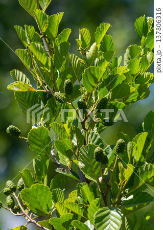 Green and brown alder cones, alder catkins and green leaves 137806316