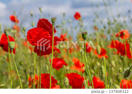 Papaver rhoeas or common poppy, red poppy is an annual herbaceous flowering plant in the poppy family, Papaveraceae, with red petals Papaver rhoeas or common poppy, red poppy is an annual herbaceous flowering plant in the poppy family, Papaveraceae, with red petals 137806322