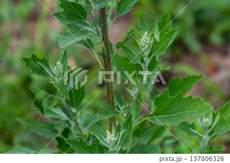 Chenopodium album, edible plant, common names include lamb's quarters, melde, goosefoot, white goosefoot, wild spinach, bathua and fat-hen Chenopodium album, edible plant, common names include lamb's quarters, melde, goosefoot, white goosefoot, wild spinach, bathua and fat-hen 137806326