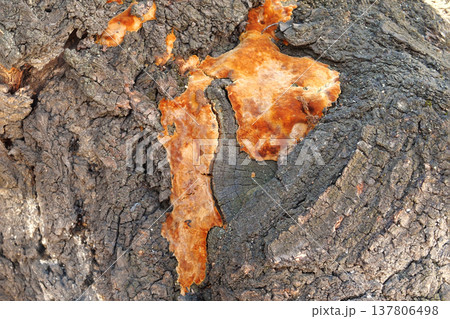 fungus on a tree trunk outdoor. Fungal disease. Close-up 137806498