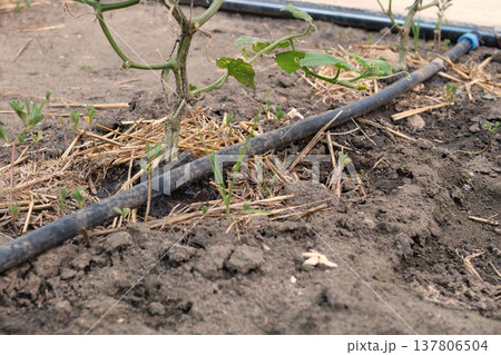 drip watering of the plant. Water drips onto the drip irrigation system used on the farm and saves water drop by drop 137806504