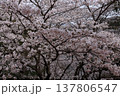 桜　00021 137806547