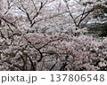 桜　00022 137806548