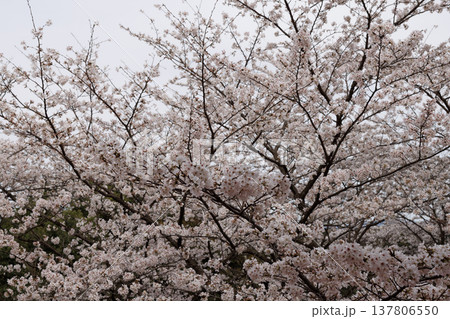 桜 00024 桜 00024 137806550