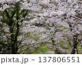 桜　00025 137806551