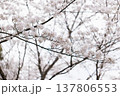 桜　00027 137806553