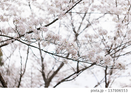 桜 00027 桜 00027 137806553