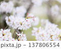 桜　00028 137806554