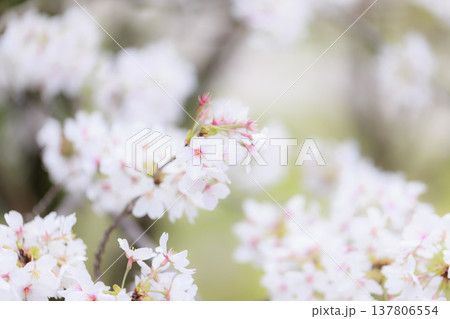 桜 00028 桜 00028 137806554