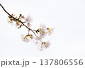 桜　00030 137806556